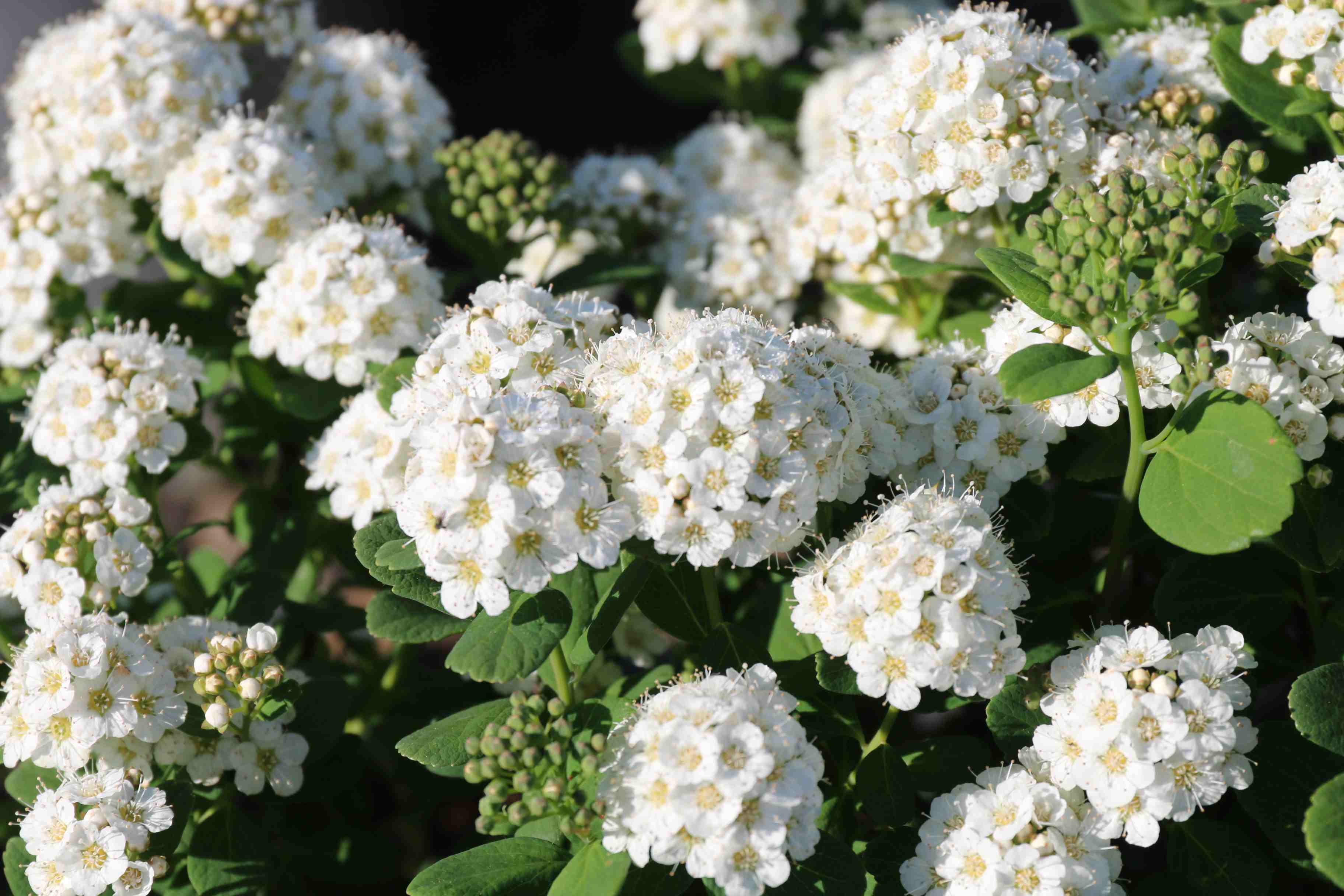 Spiraea betulifolia 'Tor